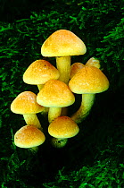 Sulphur tuft fungi (Hypholoma fasciculare) growing from moss covered tree stump, Banstead Woods SSSI  North Downs, Surrey, UK.