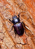 Stag beetle (Lucanus cervus) female on tree bark. South-west London, UK.