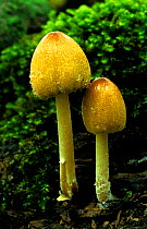 Glistening ink cap fungi (Coprinellus micaceus) Banstead Wood SSI North Downs, Surrey, UK.