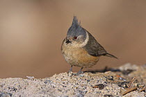 Grey-crested tit (Parus dichrous) on ground, Lianhuashan Mountain, Gansu province, China.