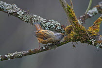 Streaked Barwing (Actinodura souliei) perched, Gongga Mountain National Nature Reserve, Luding county, Sichuan Province, China. Endemic