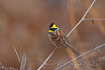 Yellow-throated Bunting (Emberiza elegans) perched, Gongga Mountain National Nature Reserve, Luding county, Sichuan Province, China.