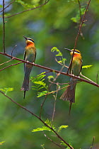 Blue-tailed bee-eaters (Merops philippinus) two perched, Gaoligong Mountain National Nature Reserve, Tengchong county, Yunnan Province, China.