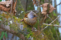 Streaked Barwing (Actinodura souliei) perched, Gongga Mountain National Nature Reserve, Luding county, Sichuan Province, China. Endemic