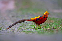 Golden Pheasant (Chrysolophus pictus) male on ground, Tangjiahe national nature reserve, Qingchuan county, Sichuan Province, China.
