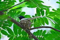 Asian paradise-flycatcher (Terpsiphone paradisi) male on nest, Shanyang town, Gutian County, Hubei province, China.