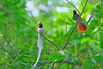 Asian paradise-flycatcher (Terpsiphone paradisi) pair perched on branch, Shanyang town, Gutian County, Hubei province, China.