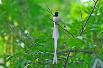 Asian paradise-flycatcher (Terpsiphone paradisi) male perched, Shanyang town, Gutian County, Hubei province, China.