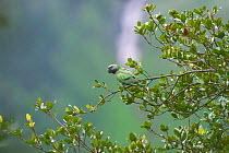 Derby's parakeet (Psittacula derbiana) on branch, Kawakarpo Mountain, Meri Snow Mountain National Park, Yunnan Province, China.