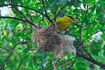 Black-naped Oriole (Oriolus chinensis) at nest, Shanyang town, Gutian County, Hubei province, China.
