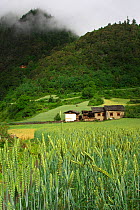 Wheat field and farm house, Kawakarpo Mountain, Meri Snow Mountain National Park, Yunnan Province, China.
