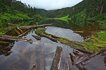 Lake with decomposing logs, Kawakarpo Mountain, Meri Snow Mountain National Park, Yunnan Province, China.