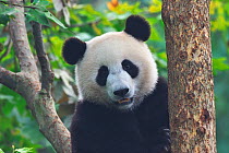 Giant panda (Ailuropoda melanoleuca) portrait, captive at Chengdu Research Base of Giant Panda Breeding, Chengdu City, Sichuan Province, China.