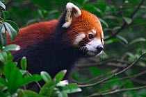 Red Panda (Ailurus fulgens) portrait, Wolong National Nature Reserve, Wenchuan County, Sichuan Province, China.