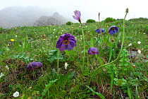 Blue poppy (Meconopsis lyrata) Kawakarpo Mountain, Meri Snow Mountain National Park, Yunnan Province, China.