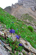 Blue poppy (Meconopsis lyrata) on mountainside, Kawakarpo Mountain, Meri Snow Mountain National Park, Yunnan Province, China.