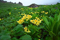 Primula (Primula serratifolia) in habitat, Kawakarpo Mountain, Meri Snow Mountain National Park, Yunnan Province, China.