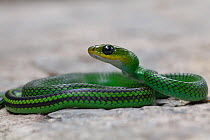 Green rat snake (Ptyas nigromarginata) Gaoligong Mountain National Nature Reserve, Tengchong county, Yunnan Province, China.