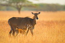 Blackbuck (Antilope cervicapra) with its mother in the grasslands. Blackbuck National Park, Velavadar, India.
