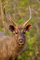 Sambar deer (Rusa unicolor) adult male gazing. Bandipur National Park, India.