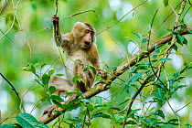 Northern pig-tailed macaque (Macaca leonina) sitting on a tree branch. Hoollongapar Gibbon Sanctuary, India. March.