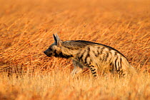 Striped hyena (Hyaena hyaena) in the grasslands. Blackbuck National Park, Velavadar, India.