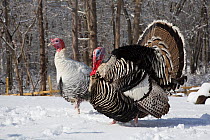 Male Narragansett turkey (dark) displaying and male Royal Palm Turkey (light) free range birds in snow, both breeds are rare legacy breeds, Madison, Connecticut, USA