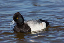 Lesser Scaup duck (Aythya affinis) drake, wintering on Choptank River, Eastern Shore of Chesapeake Bay, Maryland, USA