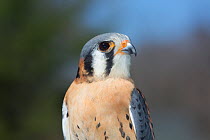 American kestrel (Falco sparverius) in breeding plumage, NW Connecticut, USA, captive.