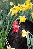 Black Mottled Cochin bantam rooster in daffodils, Cheshire, Connecticut, USA