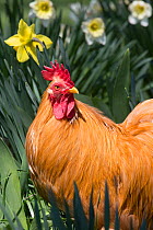 Buff Bantam Cochin in Daffodils, Cheshire, Connecticut, USA