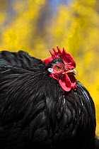 Black Mottled Cochin bantam rooster against background of Forsythia, April, Cheshire, Connecticut, USA
