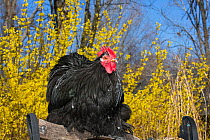 Black Mottled Cochin bantam rooster, against background of Forsythia, April, Cheshire, Connecticut, USA