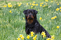 Rottweiler female in Daffodils, Waterford, Connecticut, USA