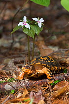 Eastern box turtle (Terrapene carolina carolina)  in pine forest, by Painted Trillium flower, Connecticut, USA