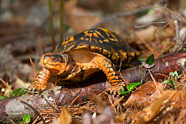 Eastern box turtle (Terrapene carolina carolina) Connecticut, USA