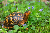 Eastern box turtle (Terrapene carolina carolina) among blue violets  woodland, Connecticut, USA