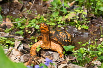 Eastern box turtle (Terrapene carolina carolina) on sphagnum moss and blue violets in woodland. Connecticut, USA