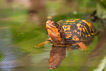 Eastern box turtle (Terrapene carolina carolina) in woodland pool, Connecticut, USA