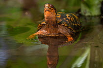 Eastern box turtle (Terrapene carolina carolina) in woodland pool, Connecticut, USA