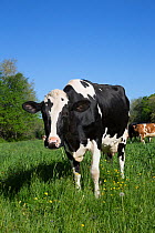 Holstein cow amid Buttercups and Dandelions in pasture, Granby, Connecticut, USA