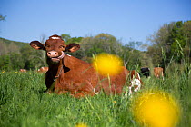 Guernsey cow lying in spring pasture, among Buttercups, Granby, Connecticut, USA