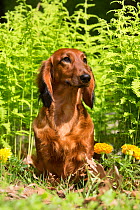 Standard dachshund (long haired variety) in dandelions, Putnam, Connecticut, USA