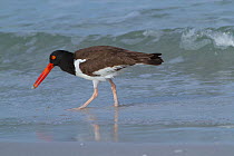 American oystercatcher (haematopus palliatus) foraging with Mole Crab plucked from sand, St. Petersburg, Florida, USA
