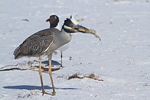 Yellow-crowned night heron (Nyctanassa violacea) with Ghost Crab on beach dune along Tampa Bay, Gulf of Mexico, St. Petersburg, Florida, USA