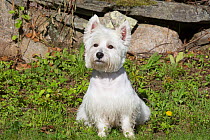 West Highland Terrier sitting outside, Canterbury, Connecticut, USA