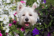West Highland Terrier male in flowers, Canterbury, Connecticut, USA
