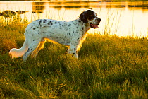English Setter in grassland with water reflecting sunset, Waterford, Connecticut, USA