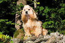 American Cocker Spaniel sitting in rocks, Canterbury, Connecticut, USA