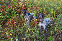 Female German Shorthair Pointers in early autumn vegetation, Canterbury, Connecticut, USA